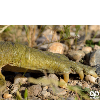 گونه لاکپشت فراتی Mesopotamian Softshell Turtle